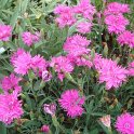 Dianthus chinensis 'Elegance rose'